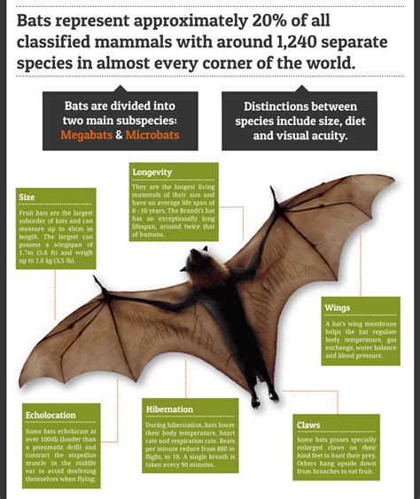 出現蝙蝠|蝙蝠資訊站 Bats information about Taiwan